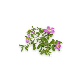 Cistus Extract