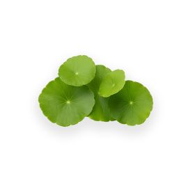 Bio Brahmi Pulver