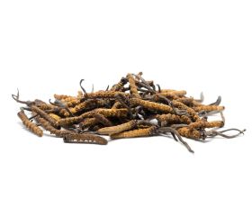 Cordyceps Sinensis Pulver
