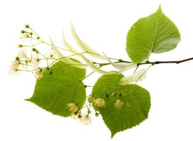 Lindenblüten Pulver