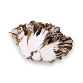 Bio Maitake Pulver