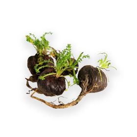 Organic Maca Powder (black)