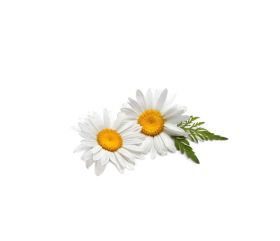 Chamomile Extract